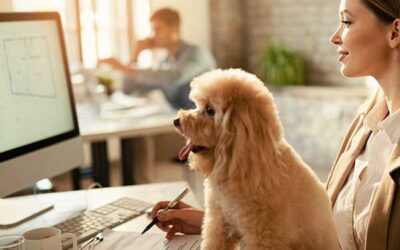 Care for Your Dog While Working Long Hours